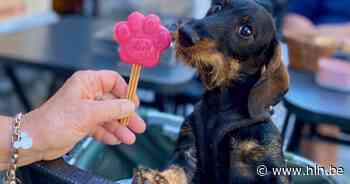 Truiense bistro Posterijen verwent honden met speciale ijsjes - Het Laatste Nieuws