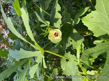 Master Gardener: Okra may be the one veggie to love the Texas heat - Houston Chronicle