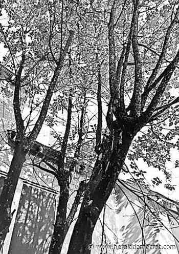 Gardener's mailbag: What do I do with my crape myrtle? – Herald Democrat - Sherman Denison Herald Democrat