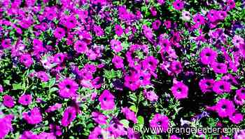 MASTER GARDENER — Check out flowers that can handle our hot and humid summers - Orange Leader - Orange Leader