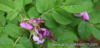 Ask the Master Gardener: There are options for stopping rose chafers from eating your plants - Brainerd Dispatch