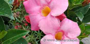 Ask the Master Gardener: Why isn't my plant vining? - Brainerd Dispatch