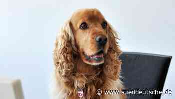 Unverzichtbar für die Zukunft der Menschheit: Kollege Hund - Süddeutsche Zeitung - SZ.de