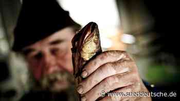 Ammerseefischer beklagen Rückgang der Renkenfänge - Starnberg - Süddeutsche Zeitung - SZ.de