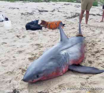 Shark Sighting Causes Temporary Beach Closing In Truro - NewBostonPost - NewBostonPost