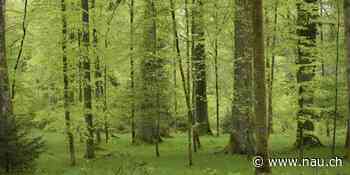 In Berikon fand der traditionelle Waldumgang im Beriker Forst statt - Nau.ch