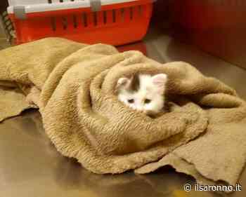 Enpa Saronno trova e salva i gattini orfani della mamma investita da un'auto. Ora cercano una famiglia - ilSaronno