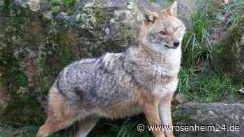 „Es zählt jede Stunde“: Goldschakal im Landkreis Rosenheim - Mauert das Landesamt für Umwelt?