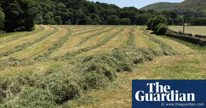 Country diary: Make hay while the sun shines? That can be tricky in Cumbria