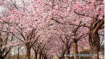 Kampf um die Kirschbäume: In Mühldorf machen Bürger mobil