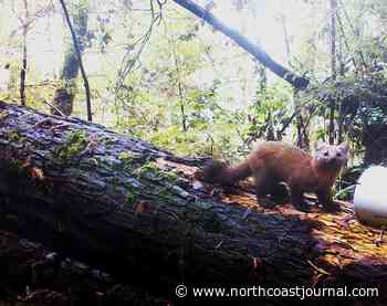 Traditional Ecological Knowledge and Saving the Humboldt Marten - North Coast Journal