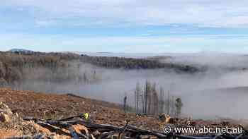 Millions of seedlings replenish fire-ravaged plantations to 'grow tomorrow's homes'