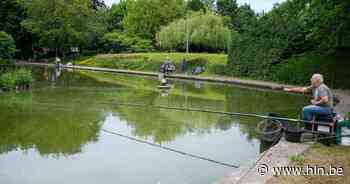 Ook in Diegem halen illegale vissers karpers uit de vijvers: “Zelfs op klaarlichte dag slaan ze toe” - Het Laatste Nieuws
