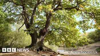 New map of ancient trees an opportunity for conservation