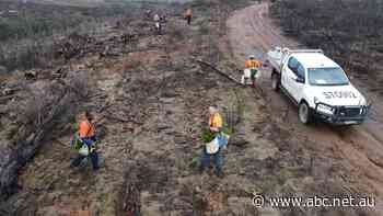 'Growing tomorrow's homes': Millions of seedlings replenish fire-ravaged plantations