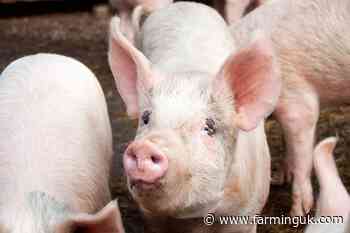 Pig sector welcomes major reduction in antibiotic usage