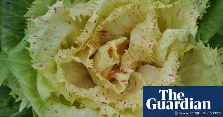 Radicchio makes a tasty winter salad – but you need to sow it ASAP | Alys Fowler