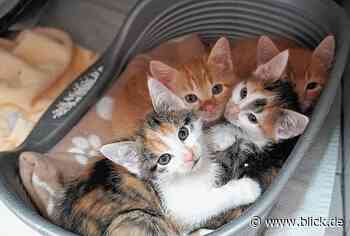 Das Tierasyl Chemnitz im Einsatz für Samtpfoten, Nager, Vögel und Exoten | blick.de - Chemnitz - Blick.de
