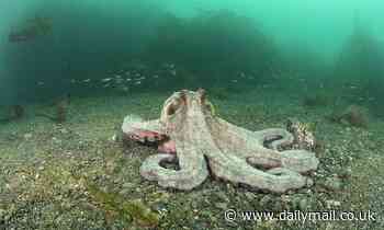 'Octopus boom' in British waters for first time in 70 years: Fishermen report bumper sightings