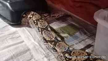 Frau findet Boa Constrictor am See - Polizei ermittelt - WESER-KURIER