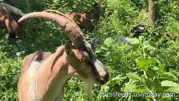 Invasive plants, weeds are causing problems at a New York park. The solution: Hungry goats.