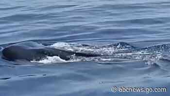 WATCH:  Group encounters whale sharks off coast of Florida