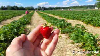 Erdbeeren aus Geislingen: Auf der Plantage in Weiler können jetzt frische Erdbeeren geerntet werden - SWP