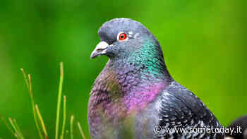 I rimedi naturali per allontanare i piccioni dal balcone