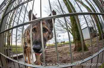 Auch im Heppenheimer Tierheim herrscht Sorge über die Preissteigerungen - Heppenheim - Nachrichten und Informationen - Bergsträßer Anzeiger