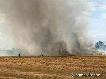 Campi in fiamme a Gerenzano, VVF all'opera e animali in fuga - Prima Saronno