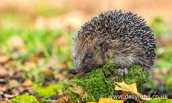 Scientists find plastic in the droppings of British wildlife