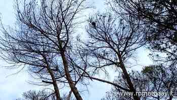 Emergenza pini: ci sono ancora 10mila alberi a rischio cocciniglia