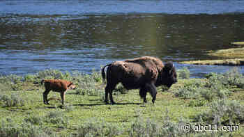 For 2nd time in 3 days, Yellowstone vistor gored by bison