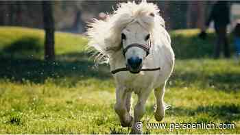 Wunderman Thompson: Wenn ein Pony das Stöckchen holt - persoenlich.com