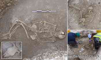 Two thousand-year-old human remains are found on an Iron Age site in Dorset