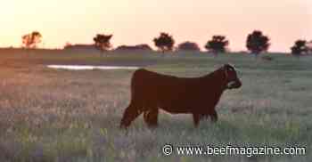 It takes a strong foundation to control BVD