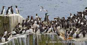 Farne Islands to close to visitors due to impact of Bird Flu