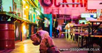 Glasgow's Dockyard Social hosting doggy market this weekend - Glasgow Live