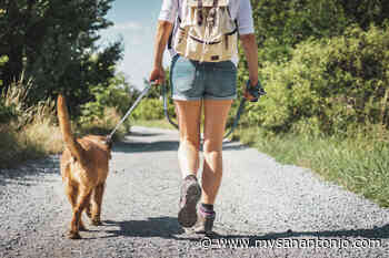 How to protect your dog while hiking in - mySA