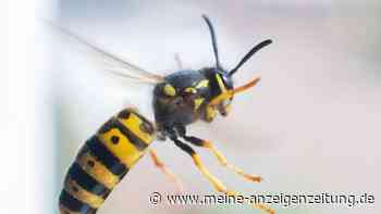 Tipps gegen Wespen: So vertreiben Sie die Insekten