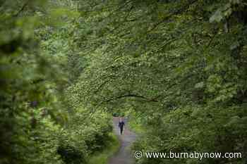 Five for Friday: Forest-bathe in Burnaby - Burnaby Now