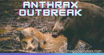 Anthrax Outbreak Reported In Kerelas Athirappilly Forest, Govt Takes Crucial Measures To Stop Spread - The Logical Indian