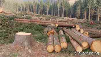 Anxiety over forest depletion, unsustainable use of wood - Guardian Nigeria