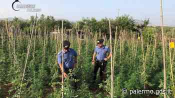 Partinico, la coltivazione di cannabis nascosta fra gli ortaggi: 1.390 piante e 320 germogli - Giornale di Sicilia
