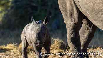 Nashörner 40 Jahre nach Ausrottung in Mosambik zurück