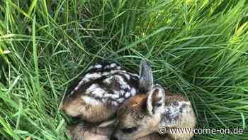 Plettenberg: „Jungtiere sind keine Waisen“: Darum sollten Rehkitz und Co. nicht angefasst werden - come-on.de