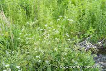 Barrhead residents warned about toxic plant - Barrhead News