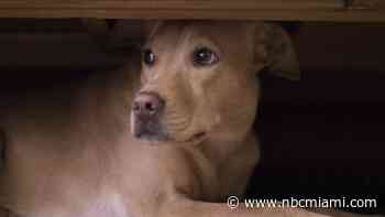 How to Keep Your Pet Stress-Free During July 4th Festivities