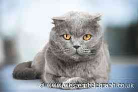 Teddy the Blue British Shorthair cat survives being shot by air rifle - Western Telegraph