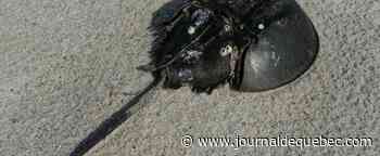 Les limules, des « fossiles vivants » vitaux pour la sécurité des vaccins